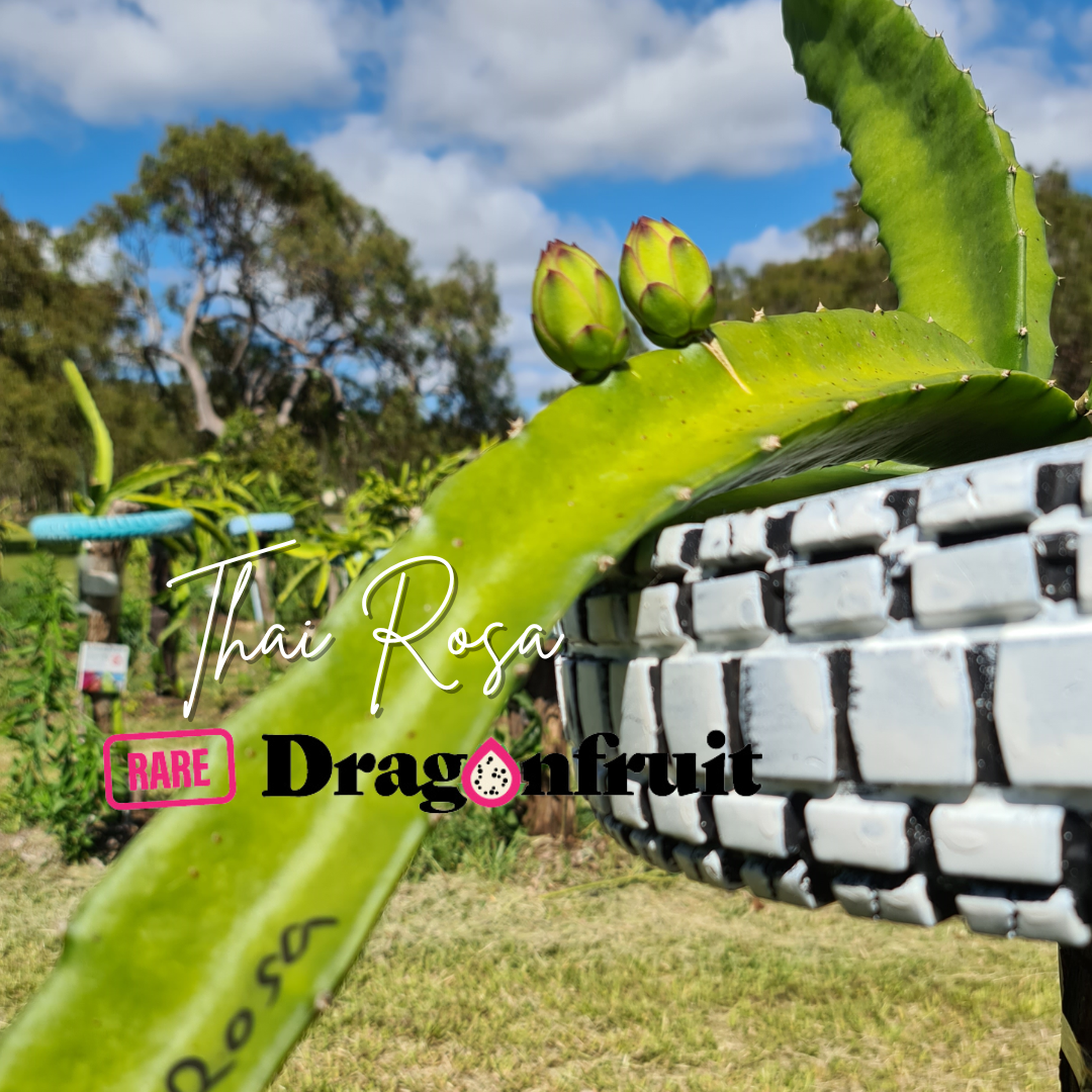 Thai Rosa Dragon fruit