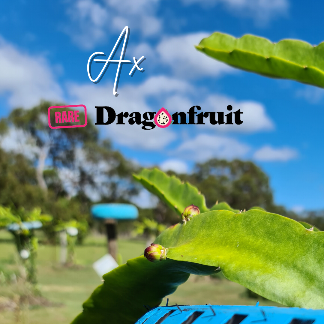 AX Dragon Fruit Plant (K)