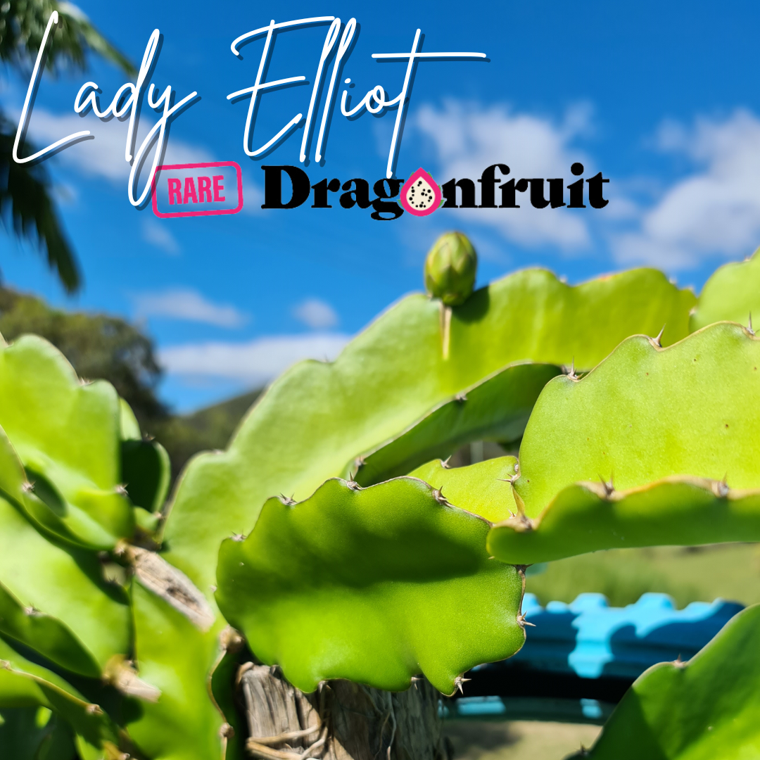 Lady Elliot Dragon Fruit