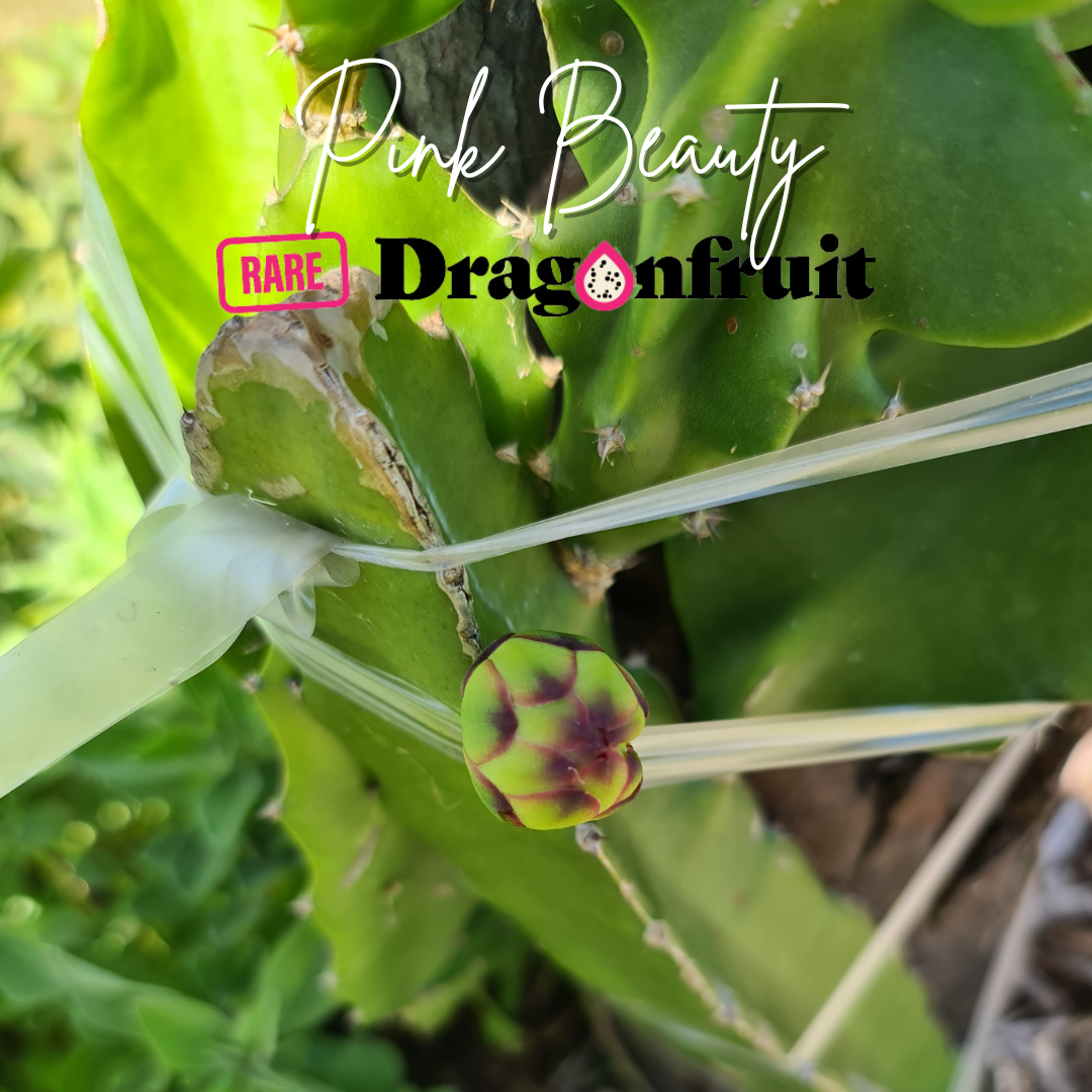 Pink Beauty Dragon Fruit
