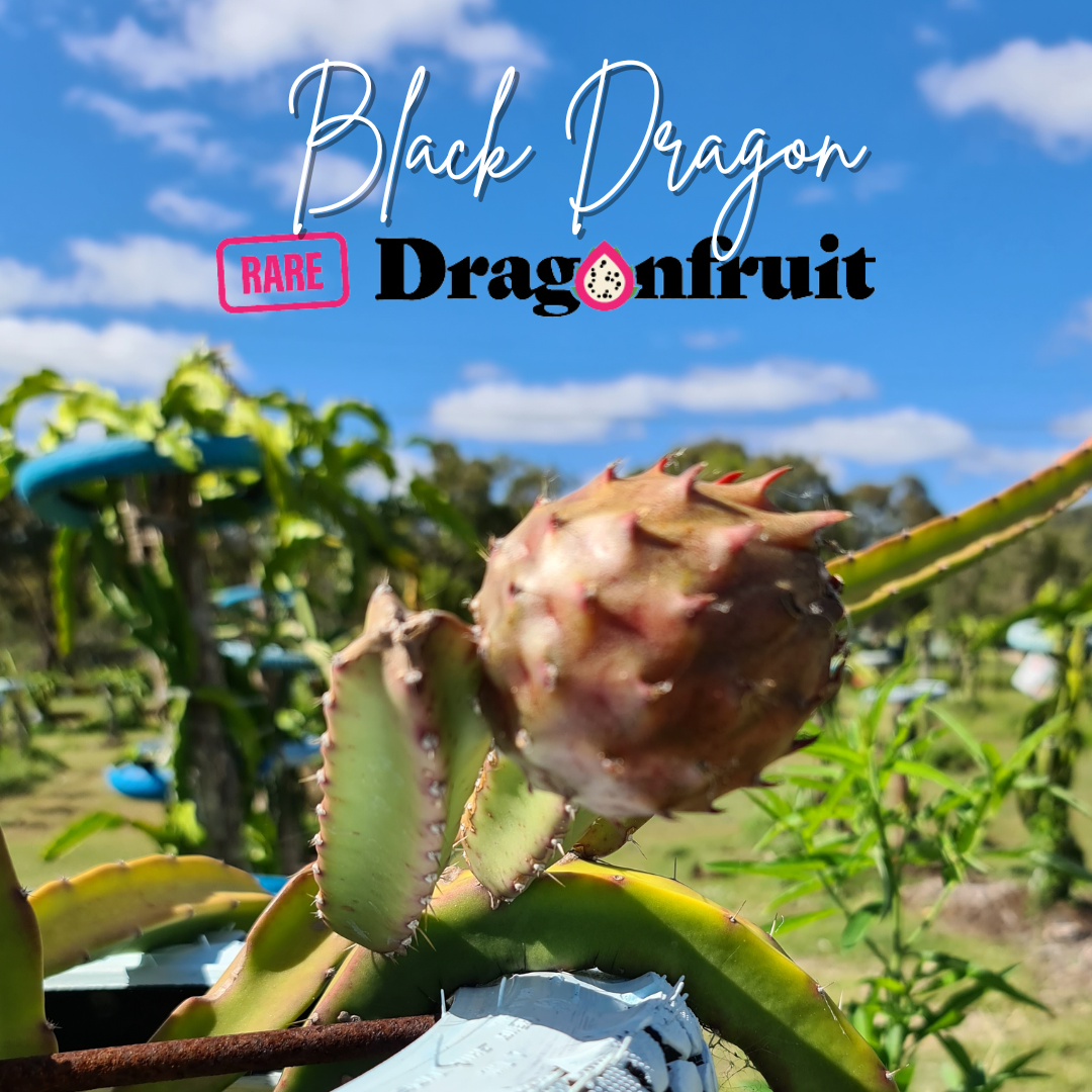 Black  Dragon- Ocamponis x Coniforus Dragon fruit