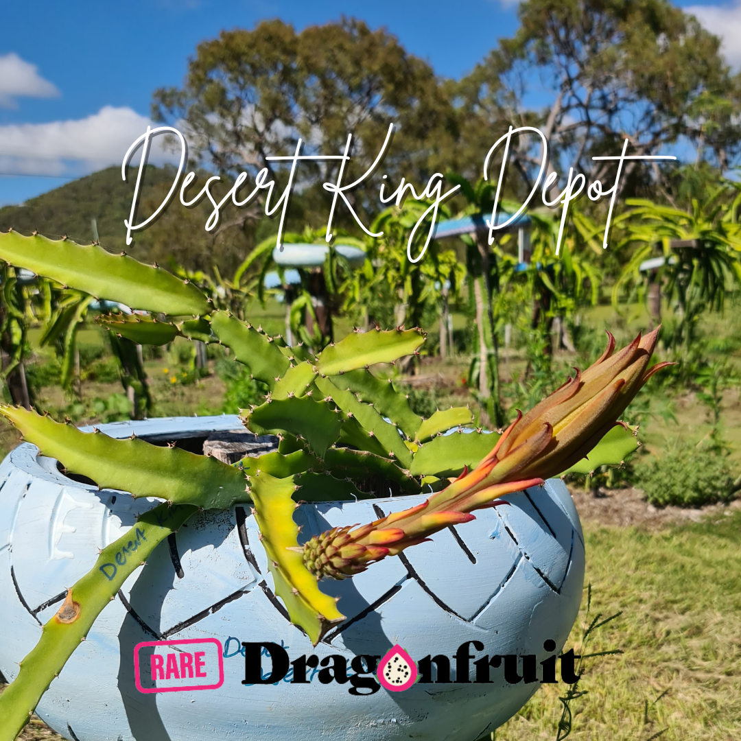 Desert King Dragon Fruit (DEPOT) - NEW