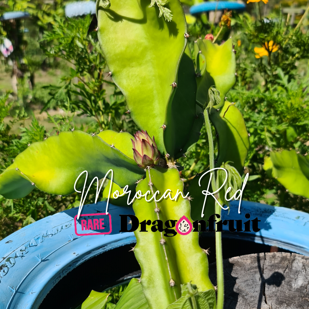 Moroccan Red dragon fruit