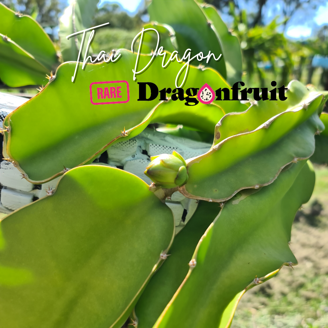 Thai Dragon Dragon fruit – Hylocereus undatus