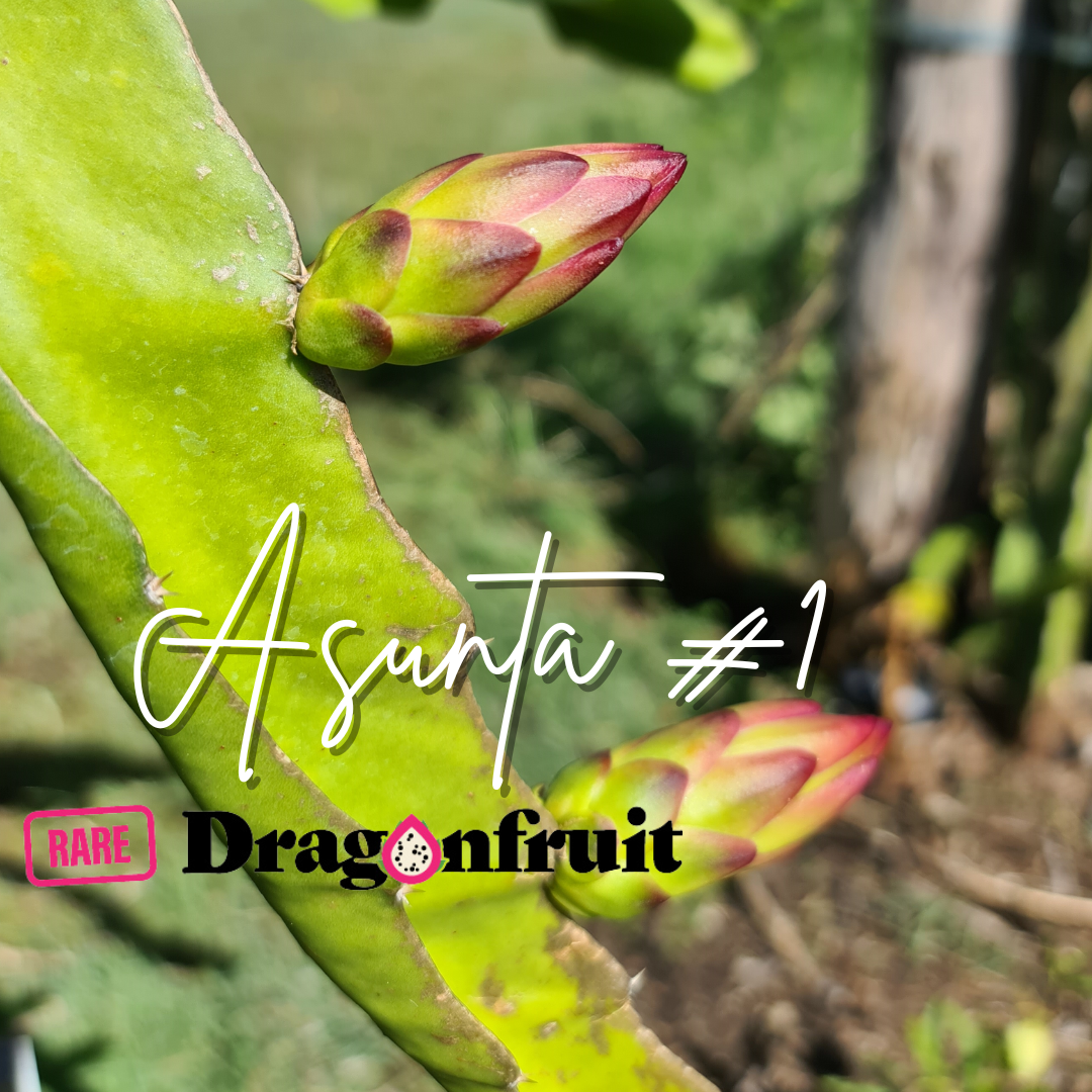 Asunta 1 Dragon Fruit
