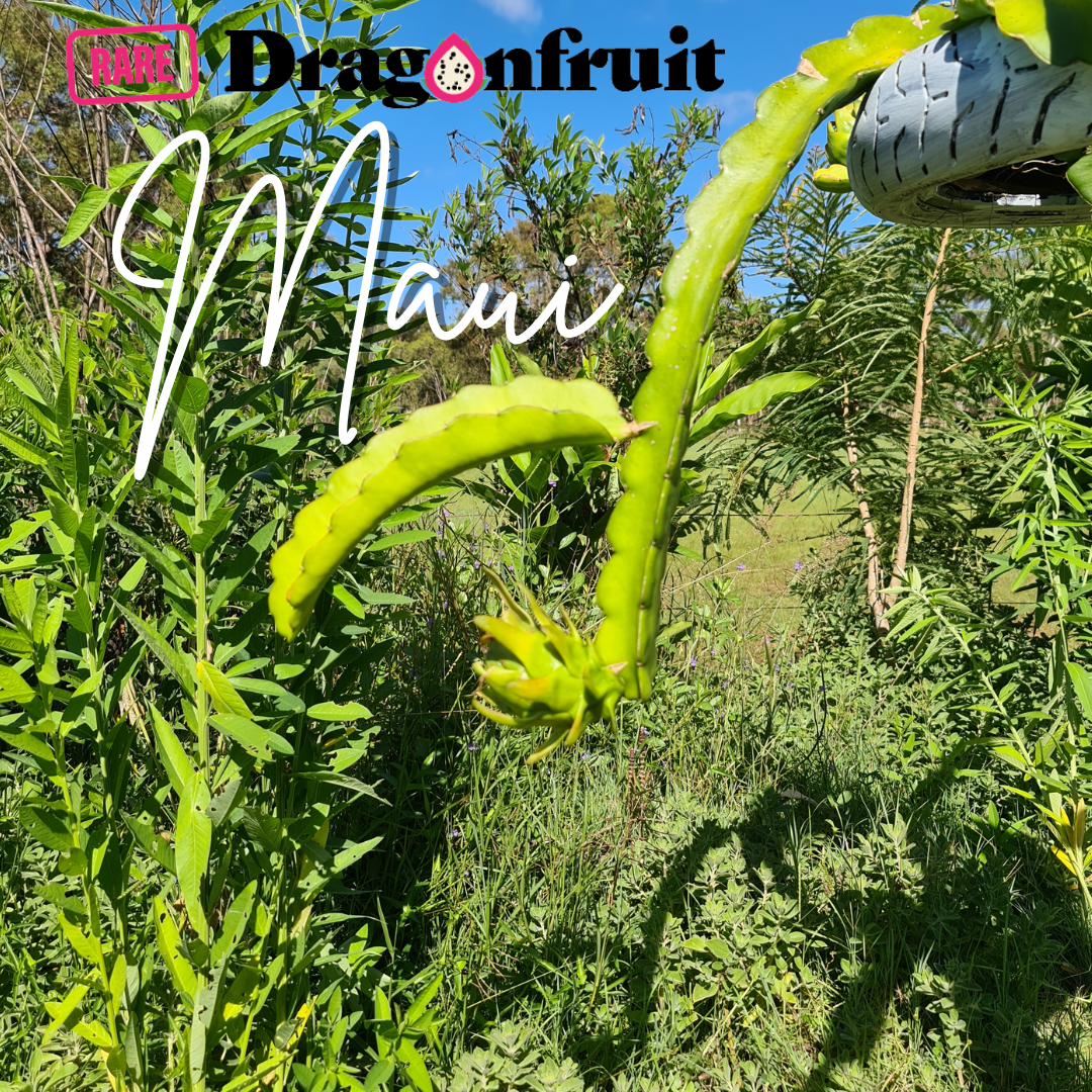 Maui Dragon – Hylocereus undatus Dragon fruit
