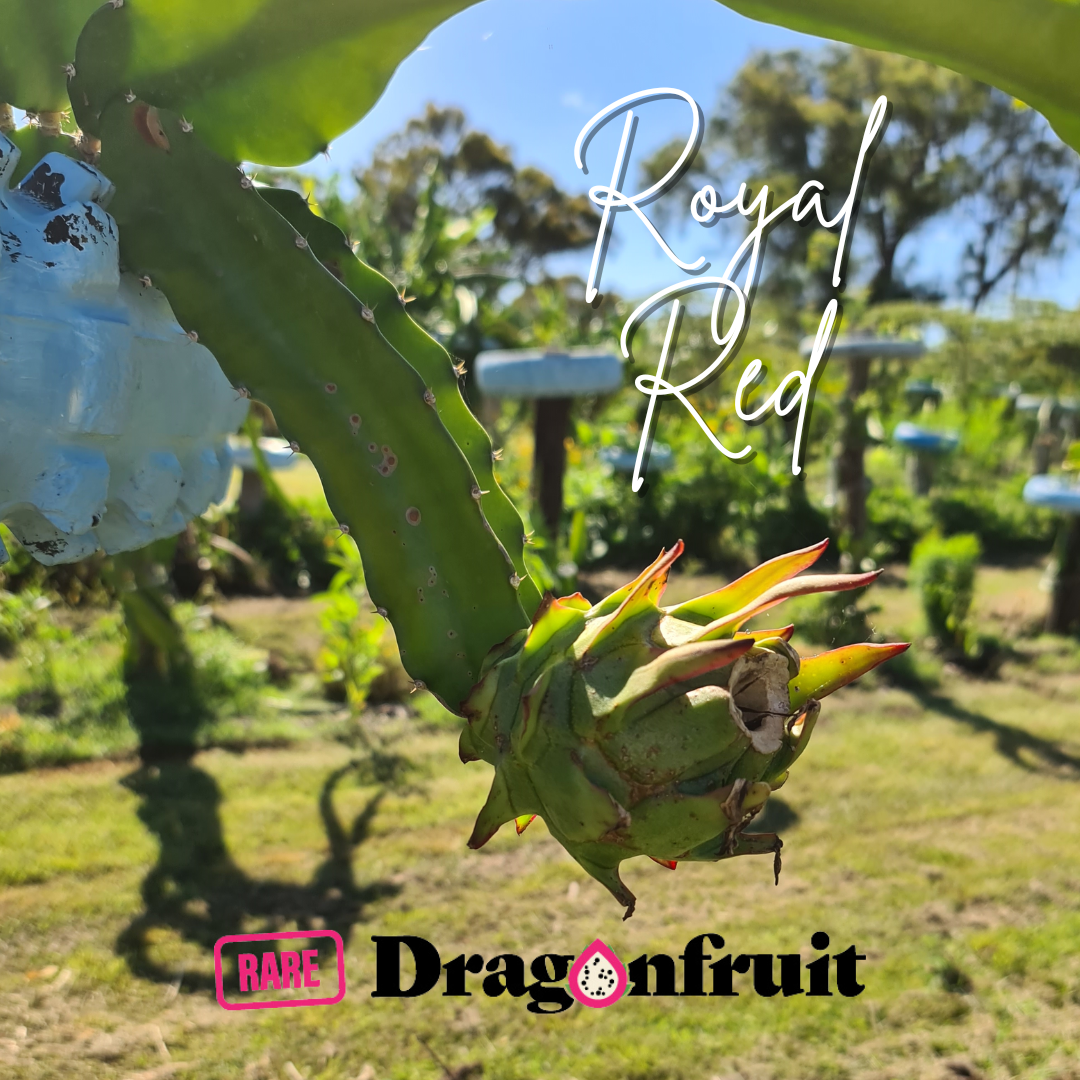 Royal Red Dragon fruit (ET)