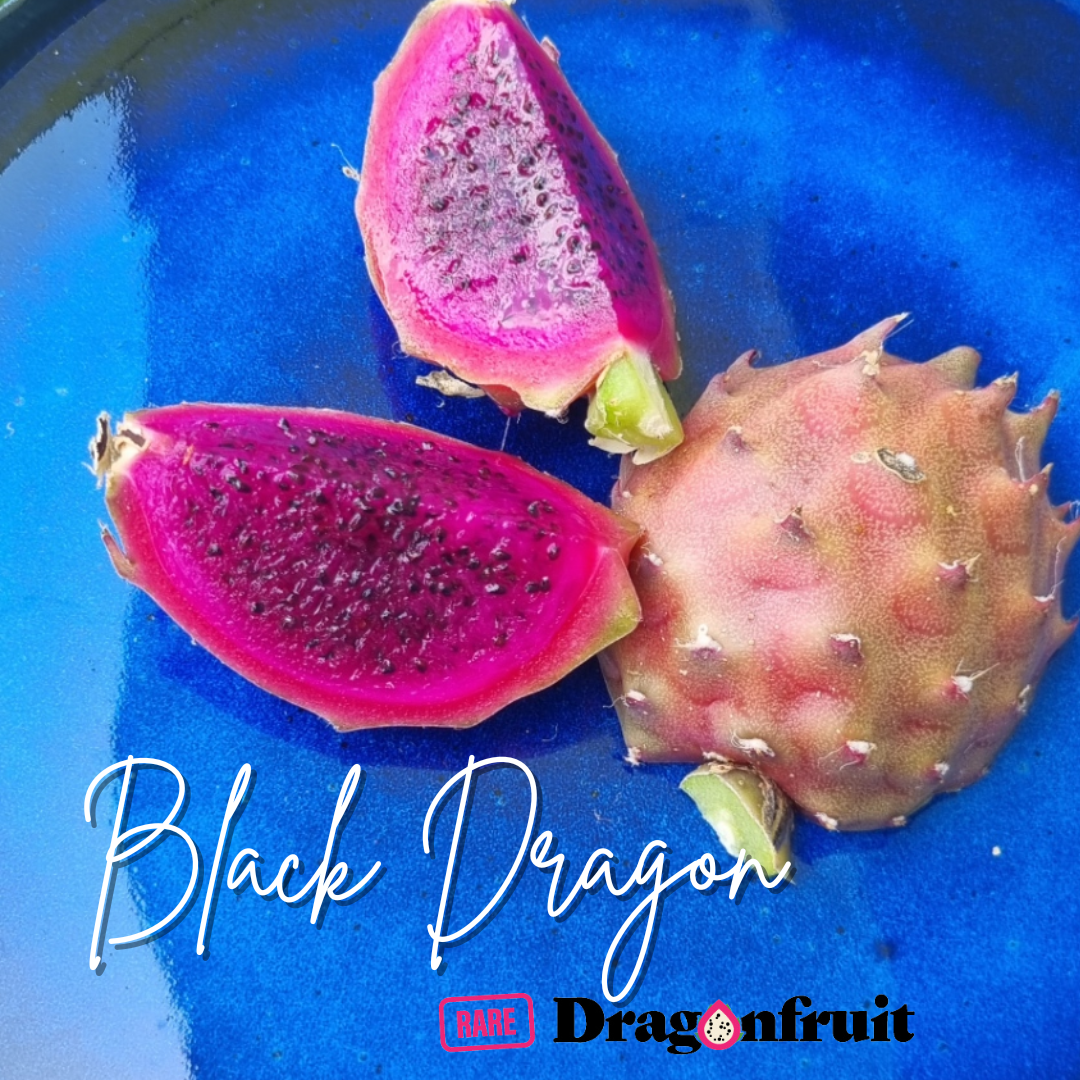 Black  Dragon- Ocamponis x Coniforus Dragon fruit