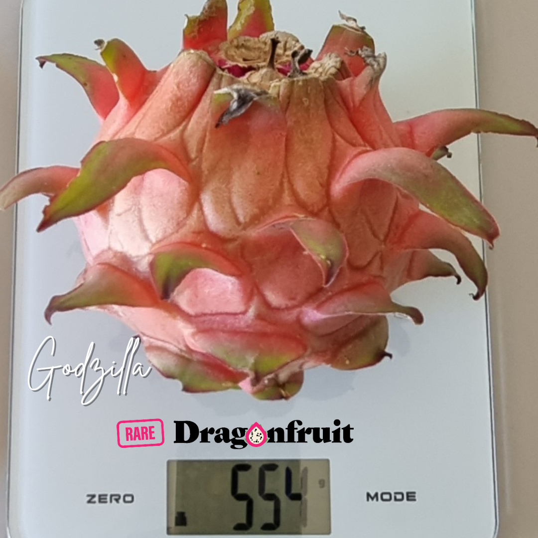 Godzilla Dragon Fruit - Rare Dragon Fruit