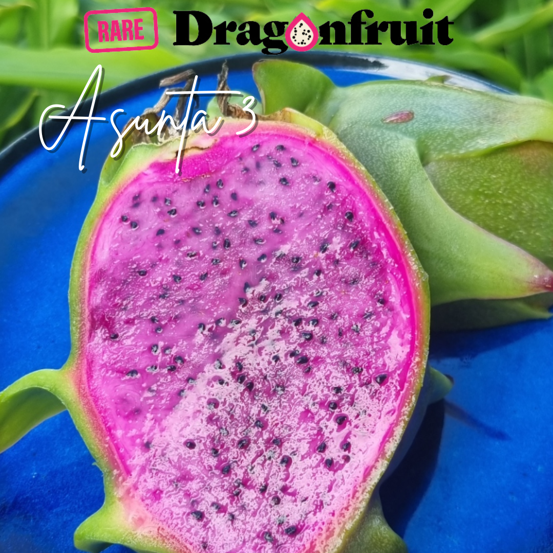 Asunta 3 Dragon Fruit