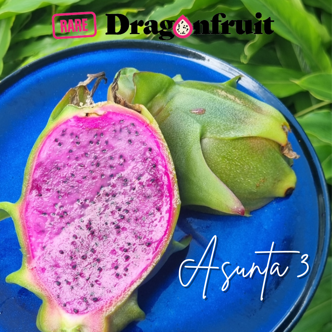 Asunta 3 Dragon Fruit