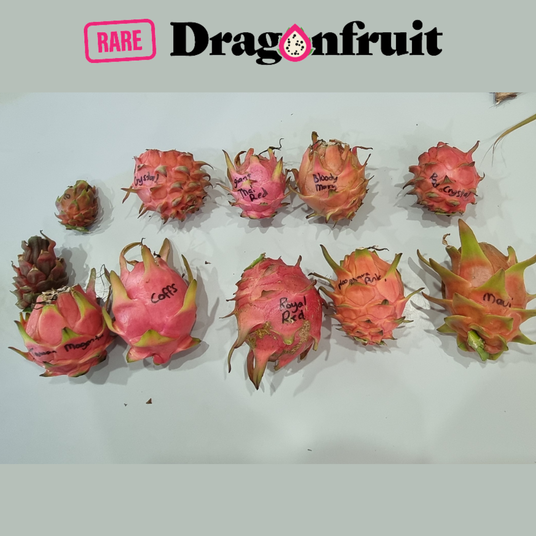 Thai Red Giant Dragon Fruit