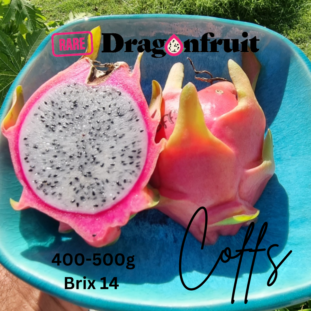 Coffs NOID Dragon Fruit