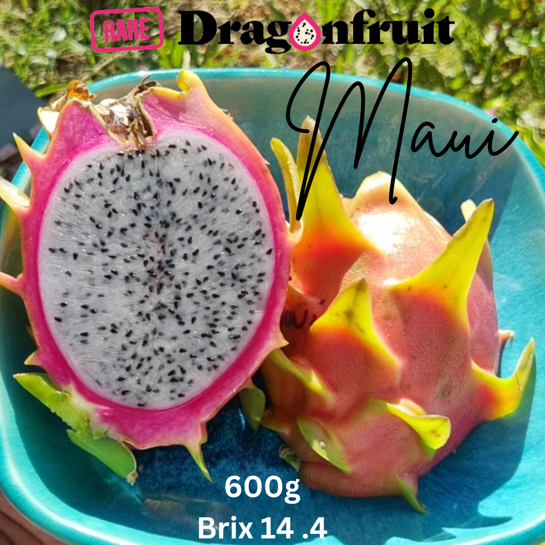 Maui Dragon – Hylocereus undatus Dragon fruit