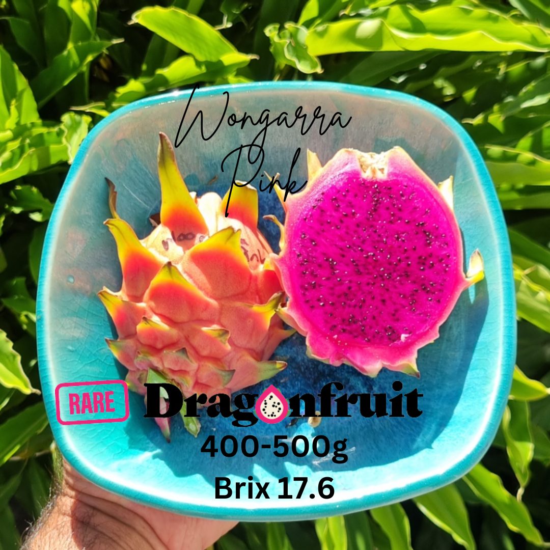 Wongarra Pink Dragon Fruit Variety