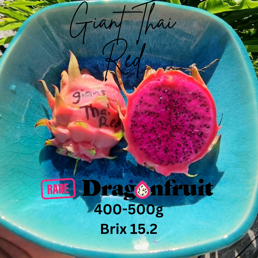 Giant Thai Red Dragon Fruit (A)