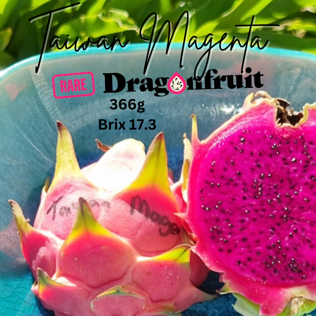 Taiwan Magenta Dragon Fruit