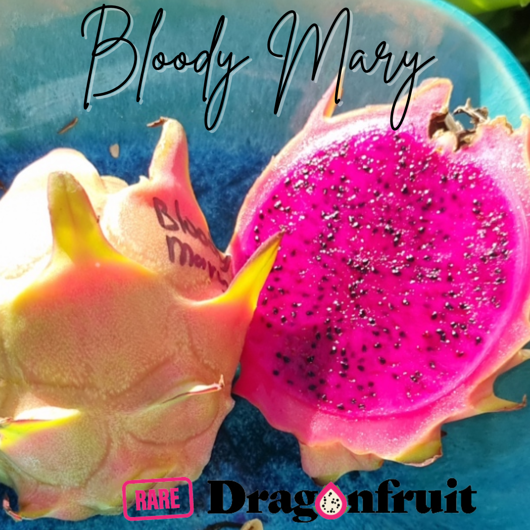 Bloody Mary – Hylocereus polyrhizus Dragon fruit