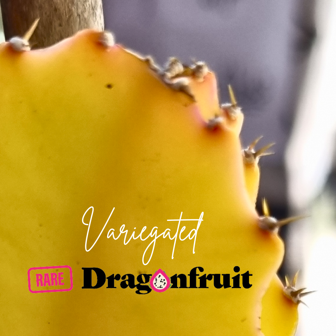 Variegated Dragon Fruit