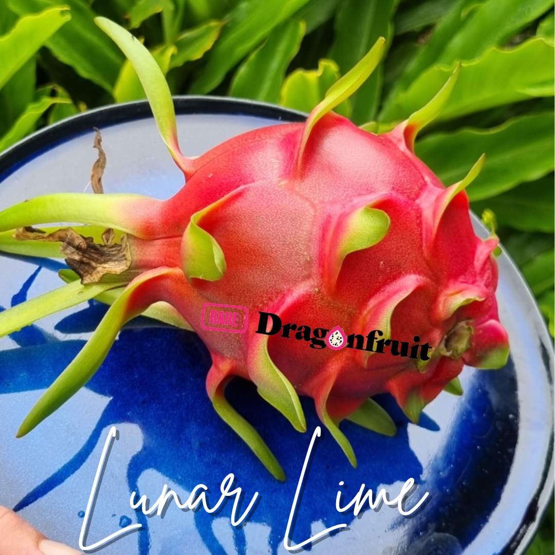 Lunar Lime Dragon Fruit  -Hylocereus undatus hybrid