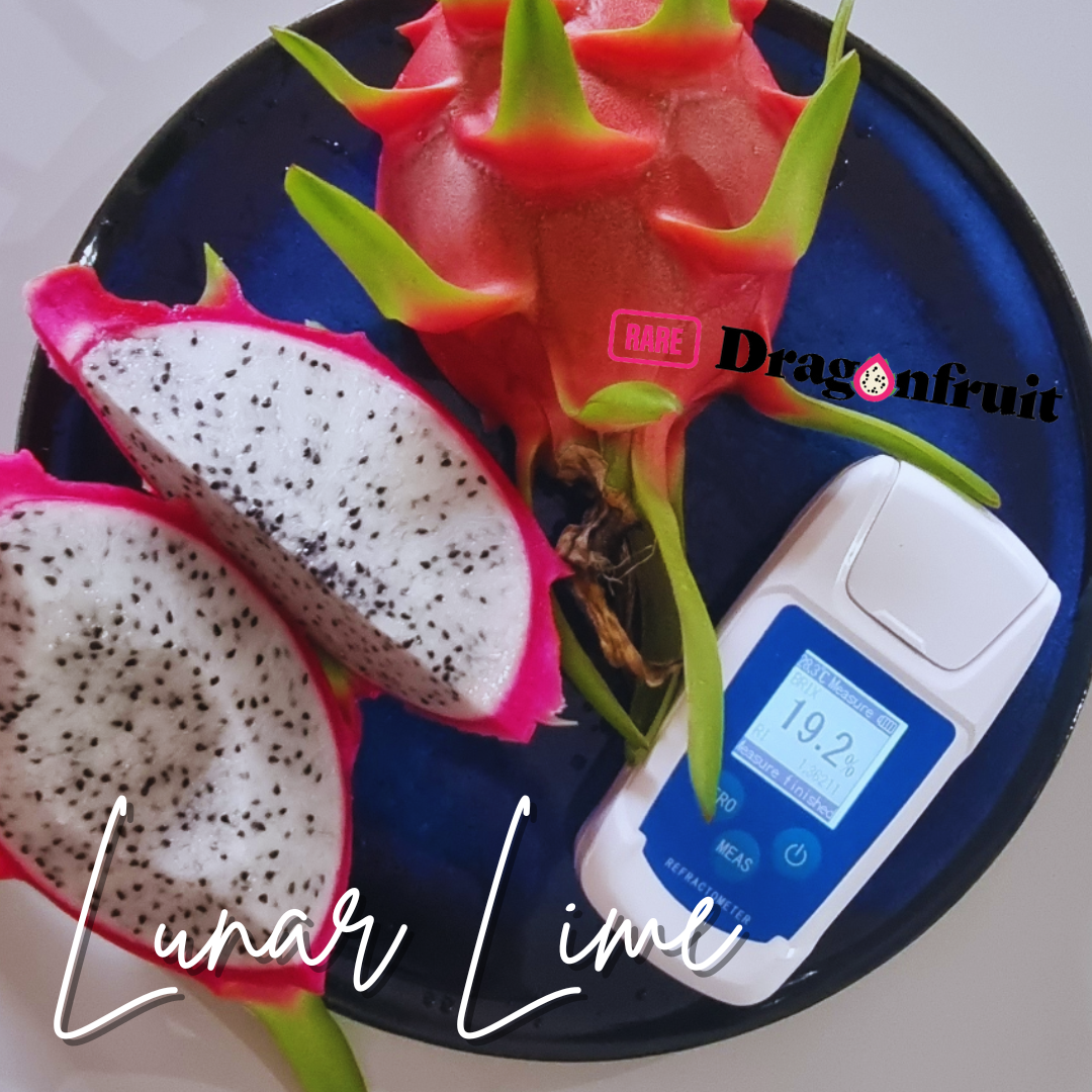 Lunar Lime Dragon Fruit  -Hylocereus undatus hybrid