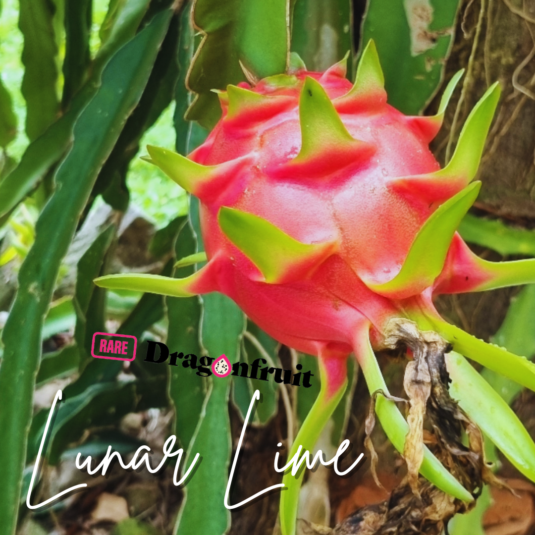 Lunar Lime Dragon Fruit  -Hylocereus undatus hybrid