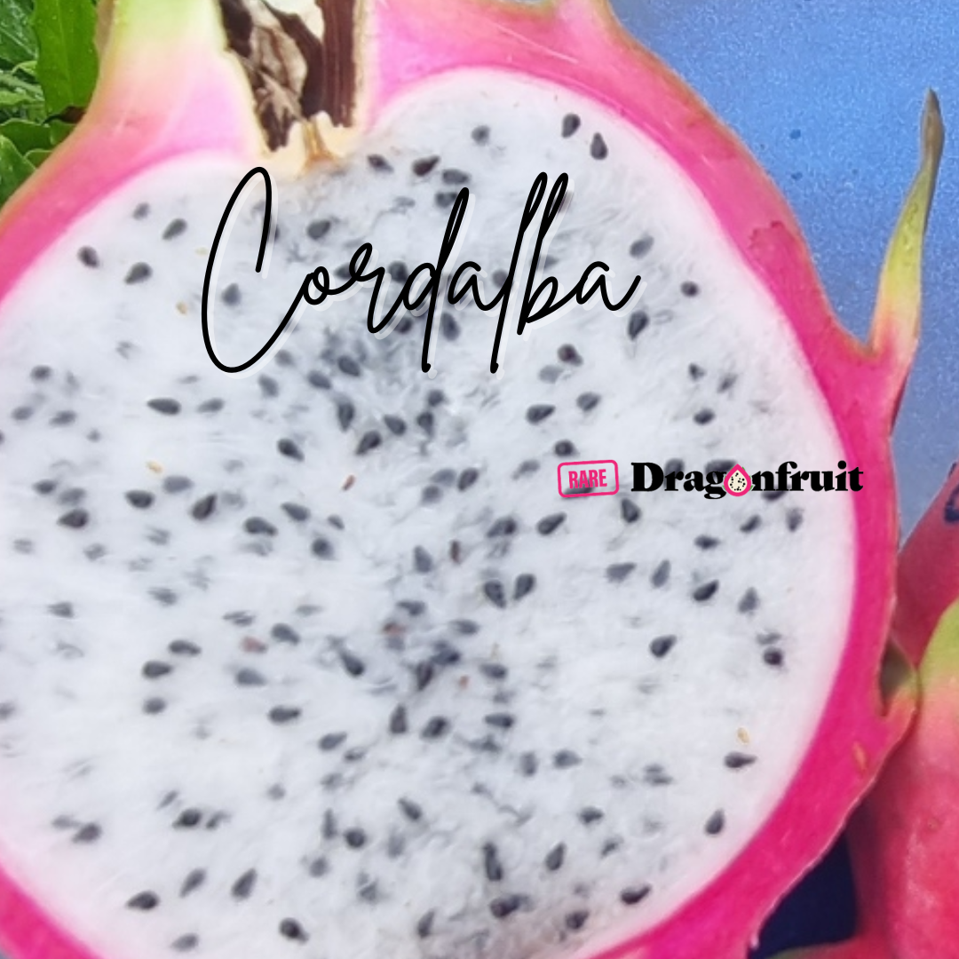 Cordalba Dragon Fruit Plant