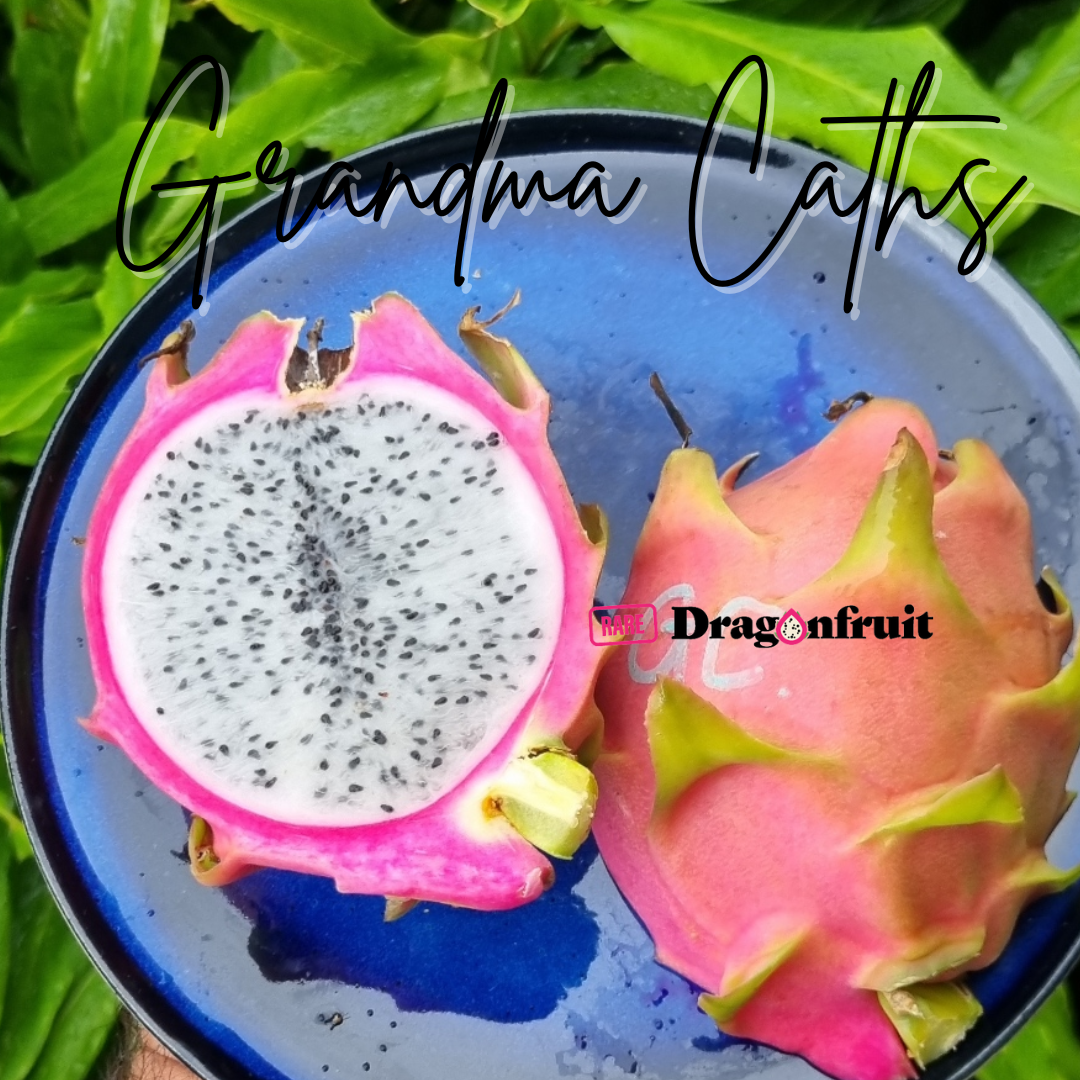 Grandma Cath&#39;s Dragon Fruit NOID