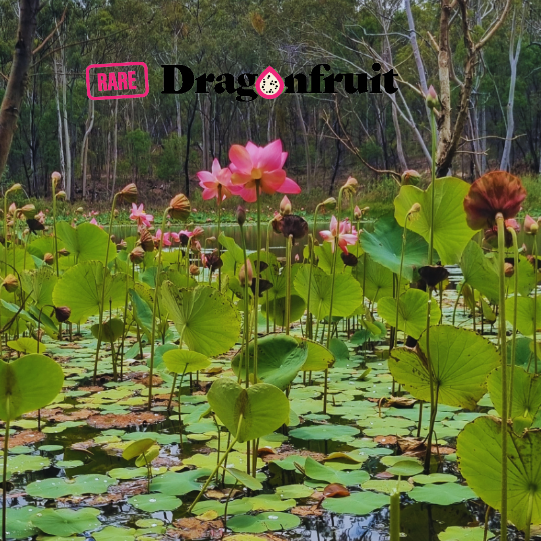 Sacred Lotus Pink Seeds