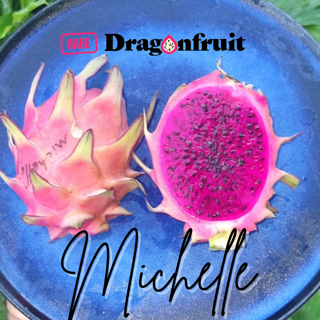 Michelle - Hylocereus sp. Dragon fruit
