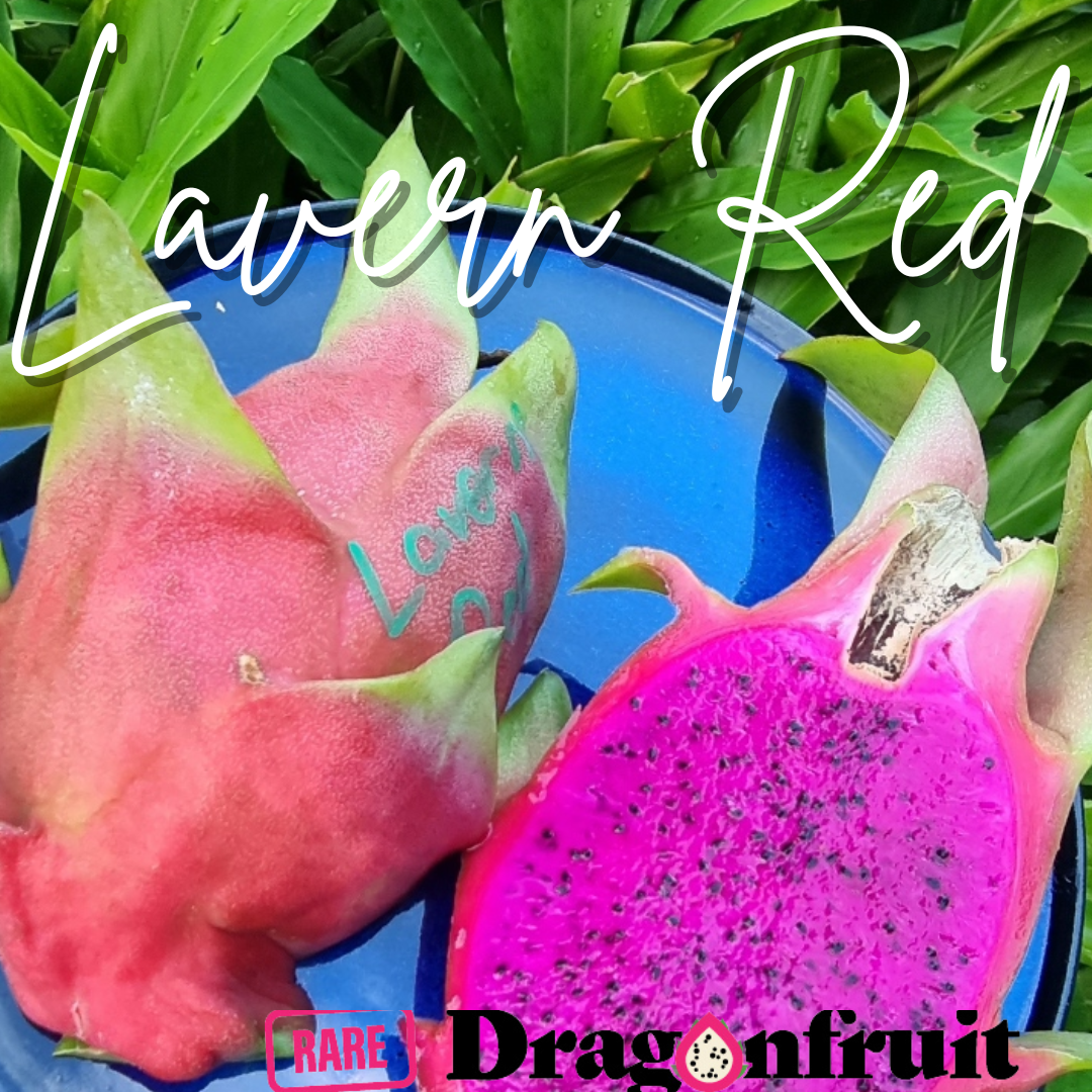 Lavern Red Dragon Fruit