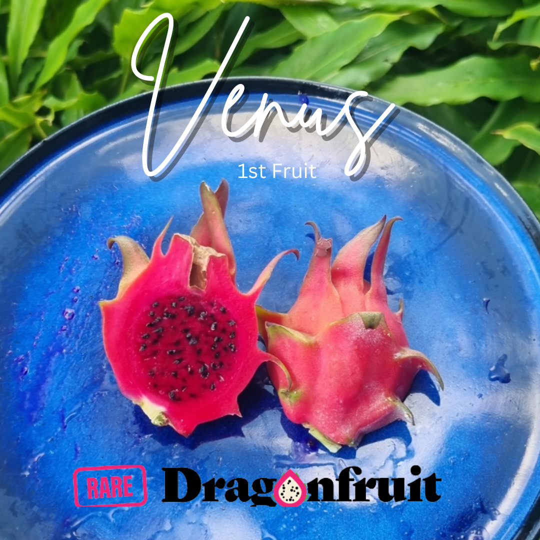 Venus hybrid-Pitaya roja- Hylocereus undatus NEW 2023