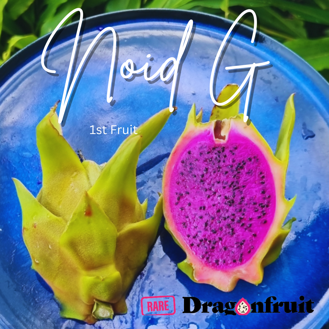 NOID G Dragon fruit