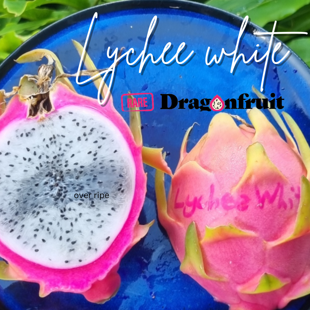 Lychee White Dragon fruit