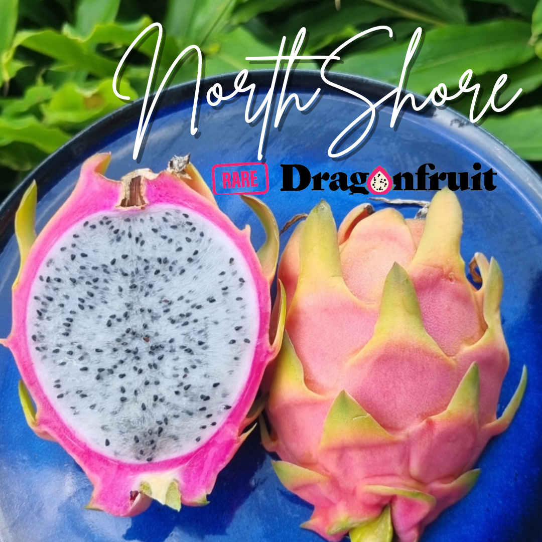 North Shore Noid Dragon Fruit