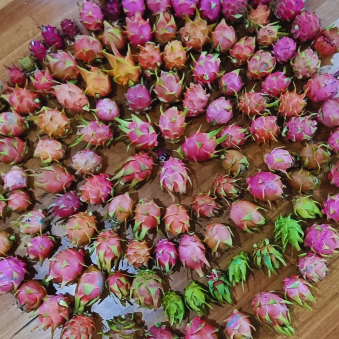 Dragon Fruit Tasting Box