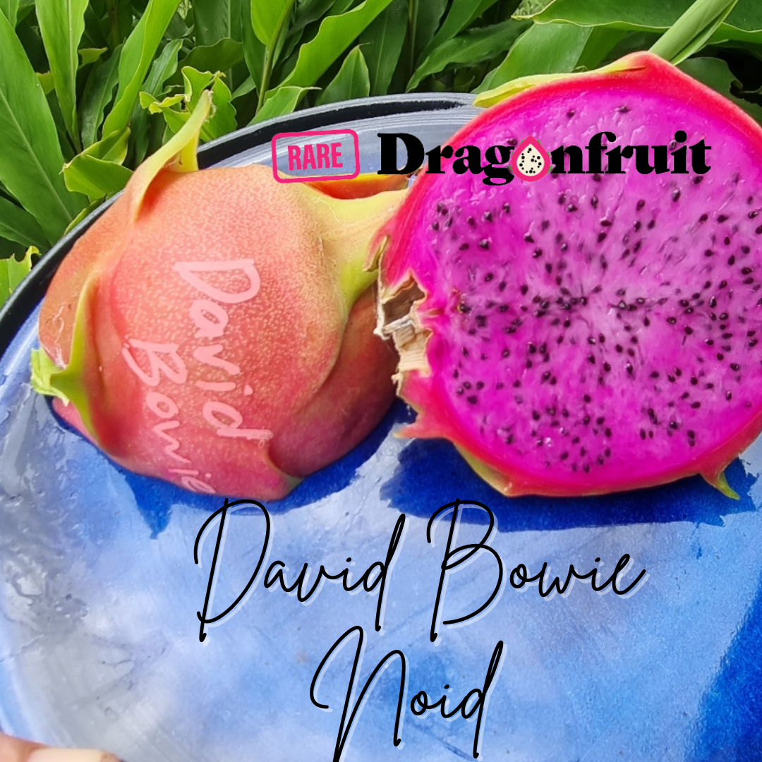 David Bowie Noid– Hylocereus undatus Dragon Fruit
