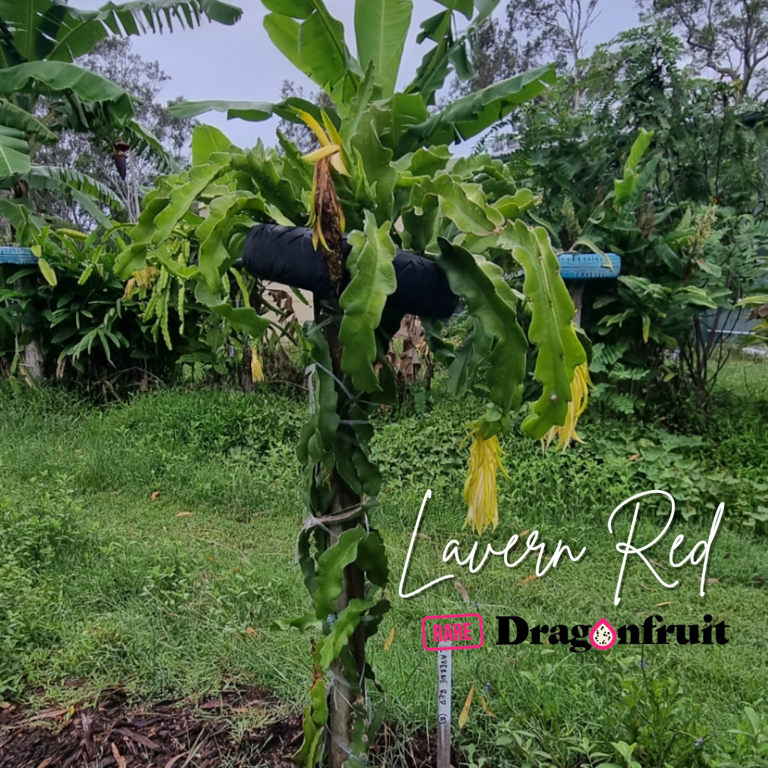 Lavern Red Dragon Fruit