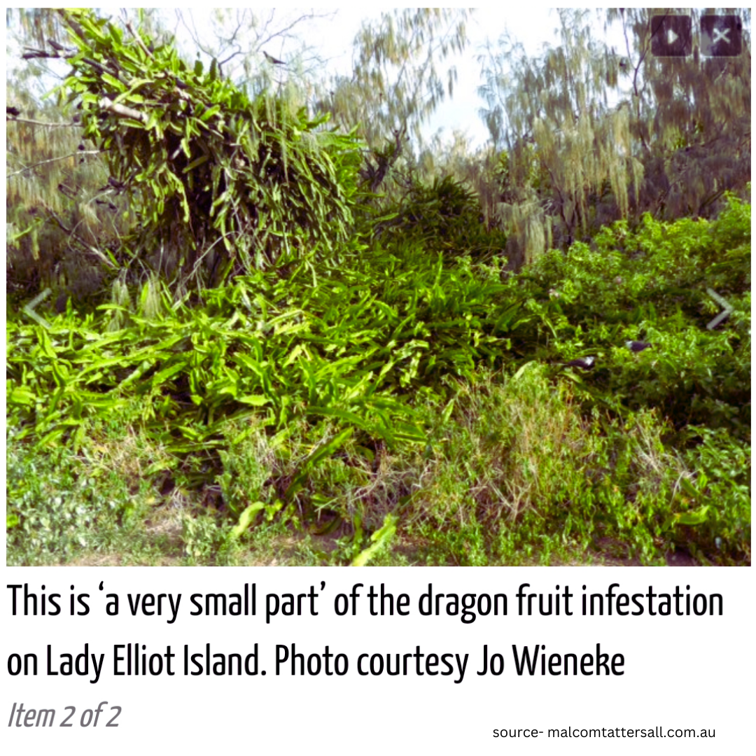 Lady Elliot Dragon Fruit