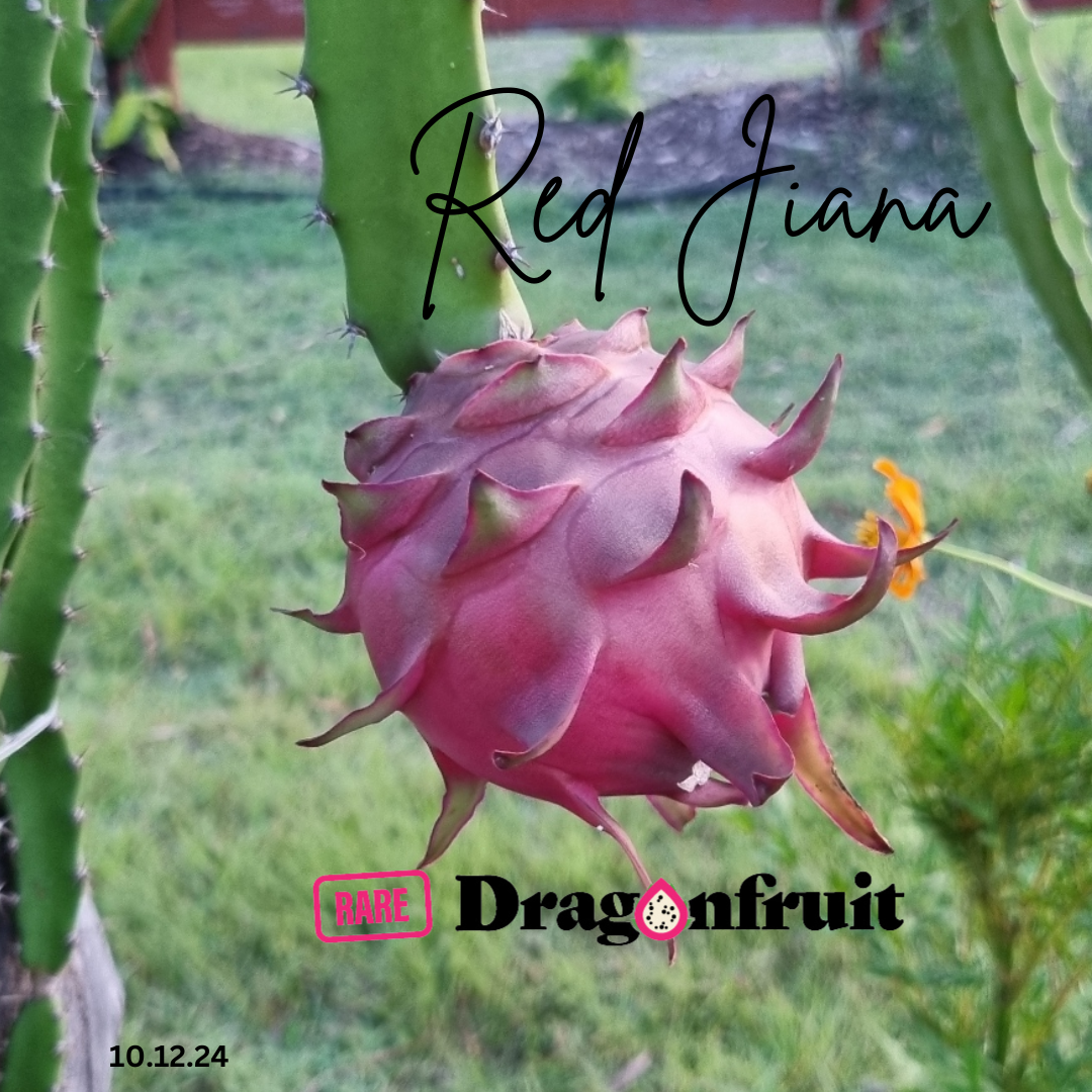 Red Jiana Dragon Fruit