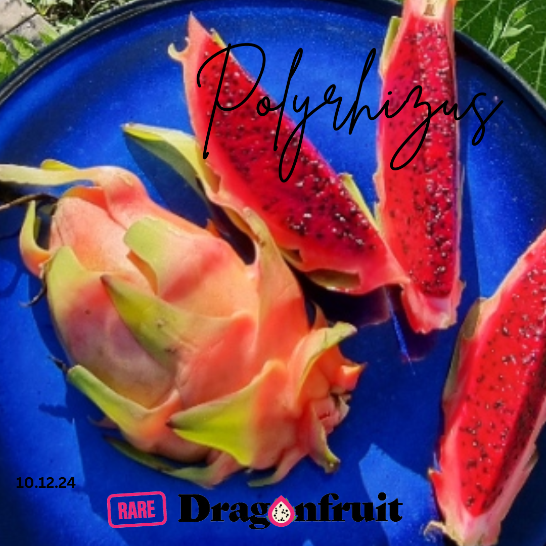 Polyrhizus Dragon Fruit Plant