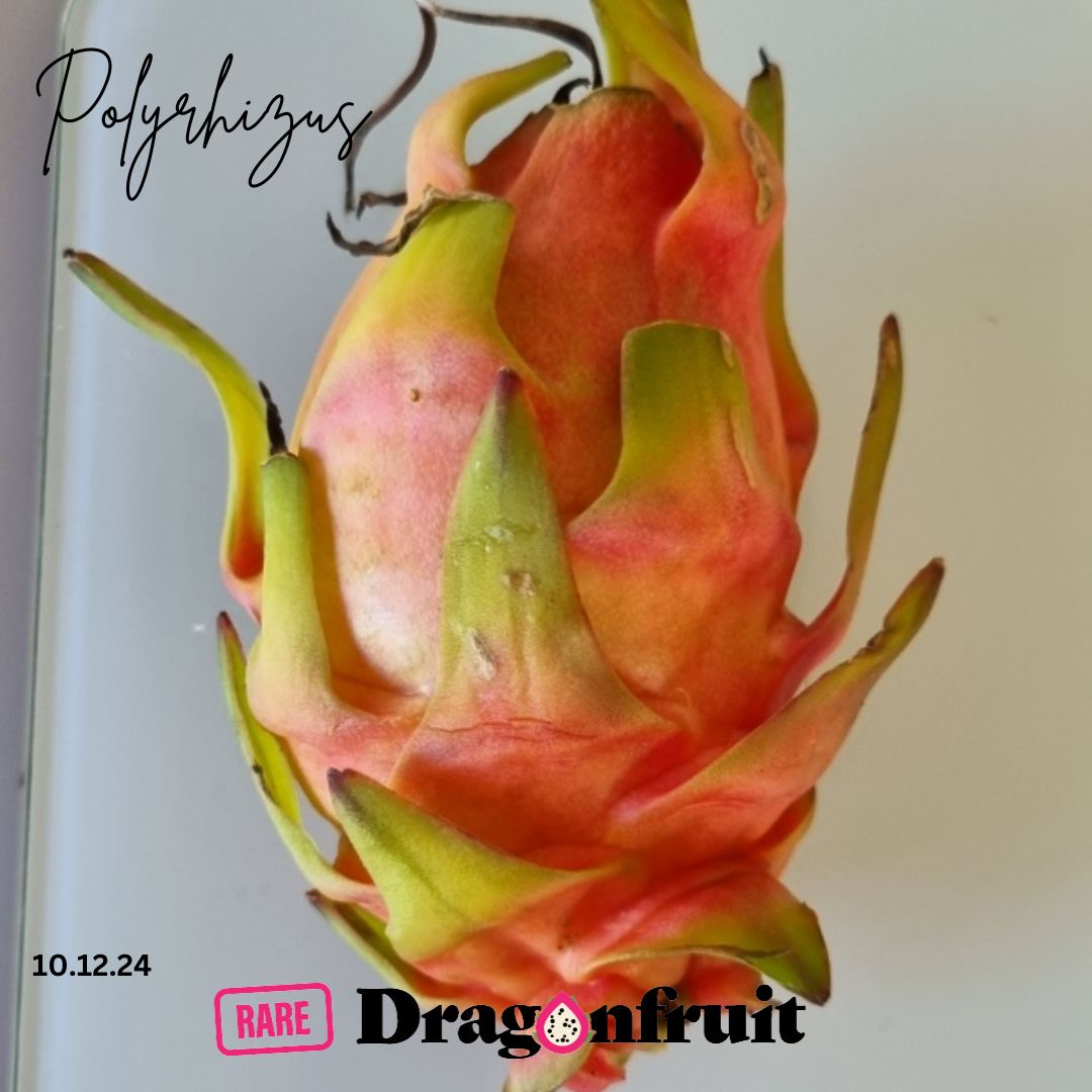 Polyrhizus Dragon Fruit Plant