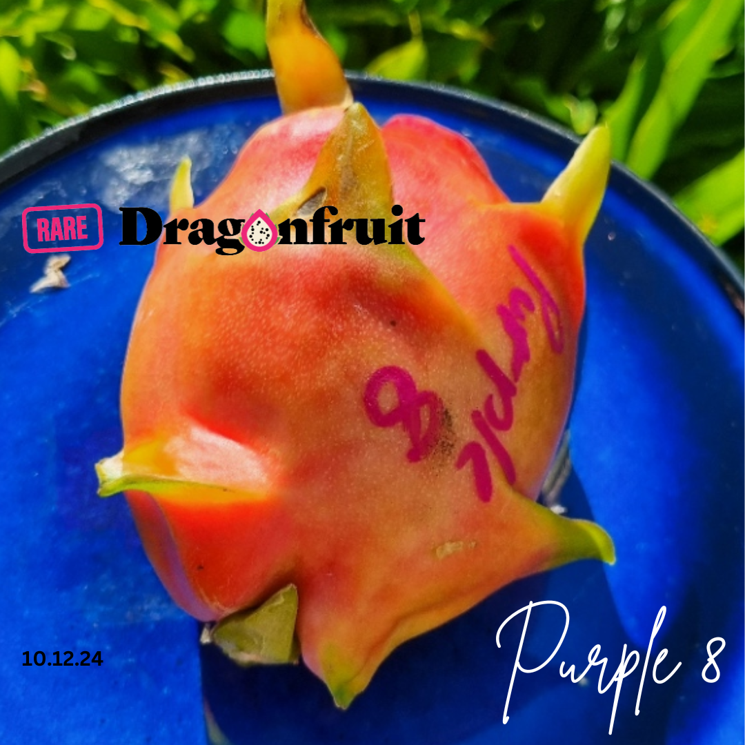 Purple 8 Dragon Fruit