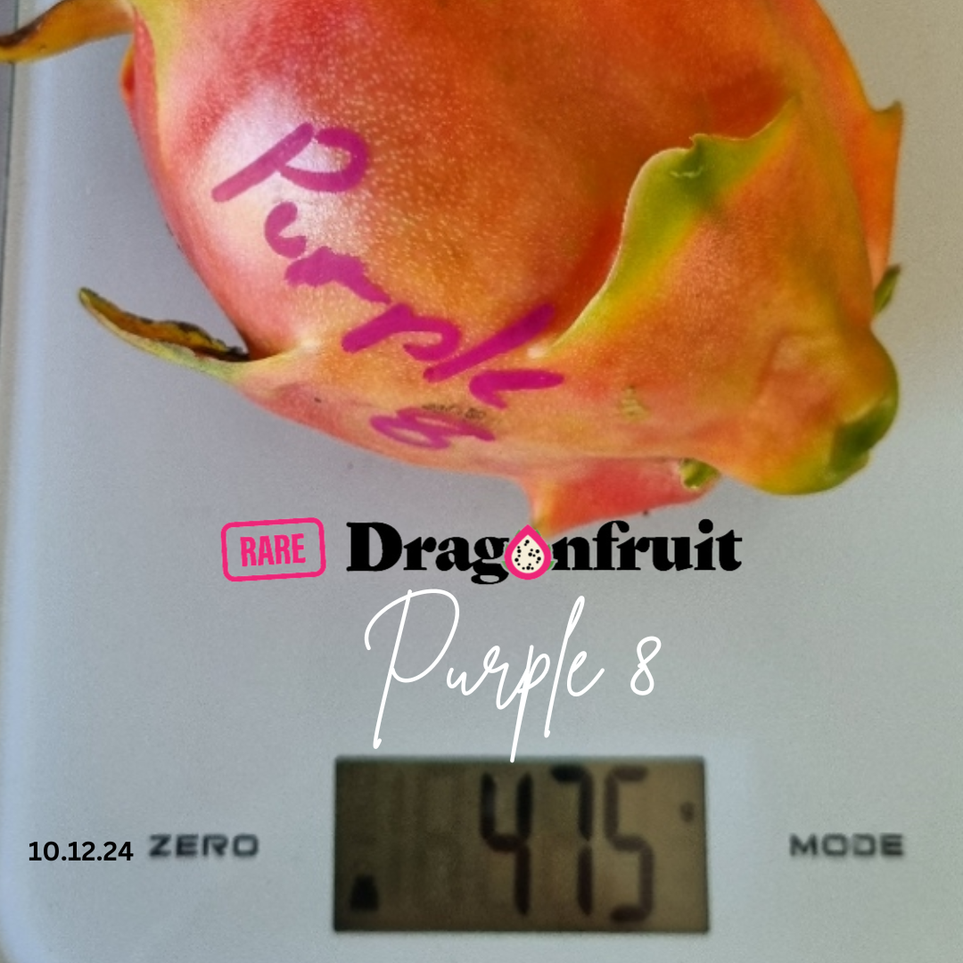 Purple 8 Dragon Fruit