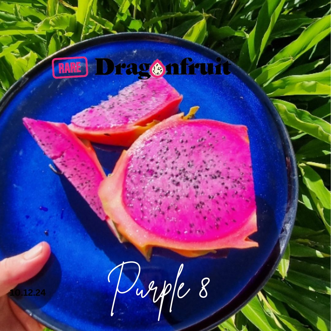 Purple 8 Dragon Fruit