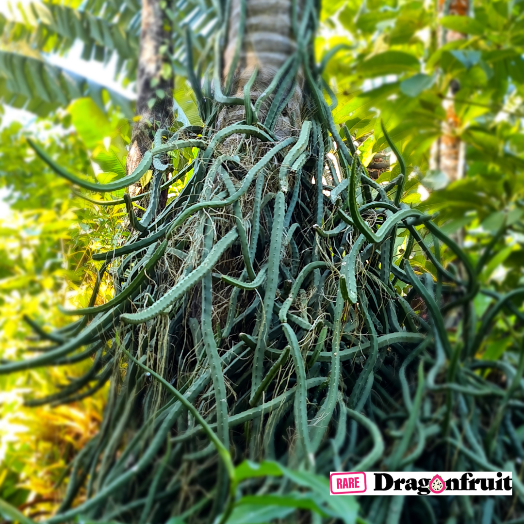 Snake Cactus- Selenicereus sp.