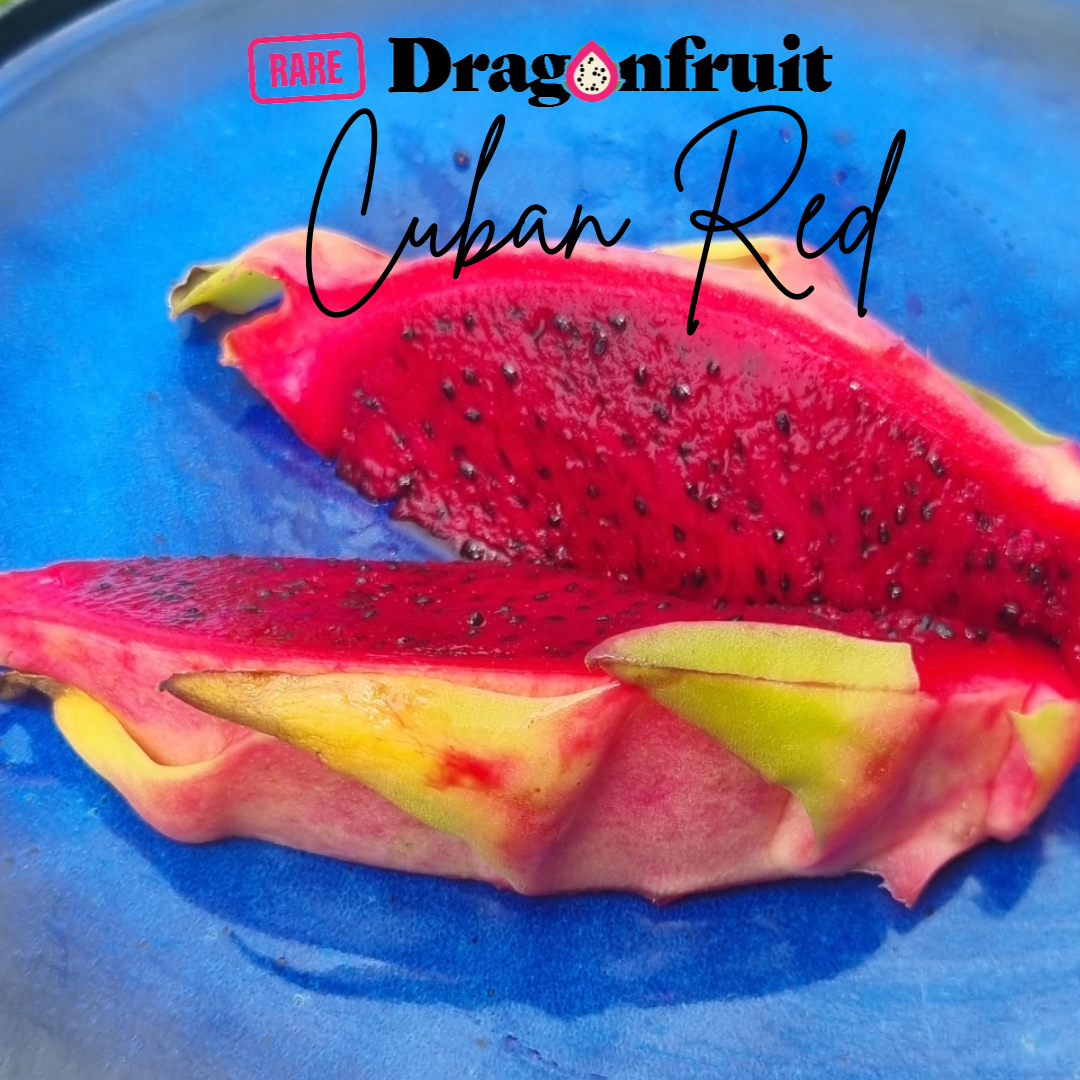Cuban Red Dragon Fruit