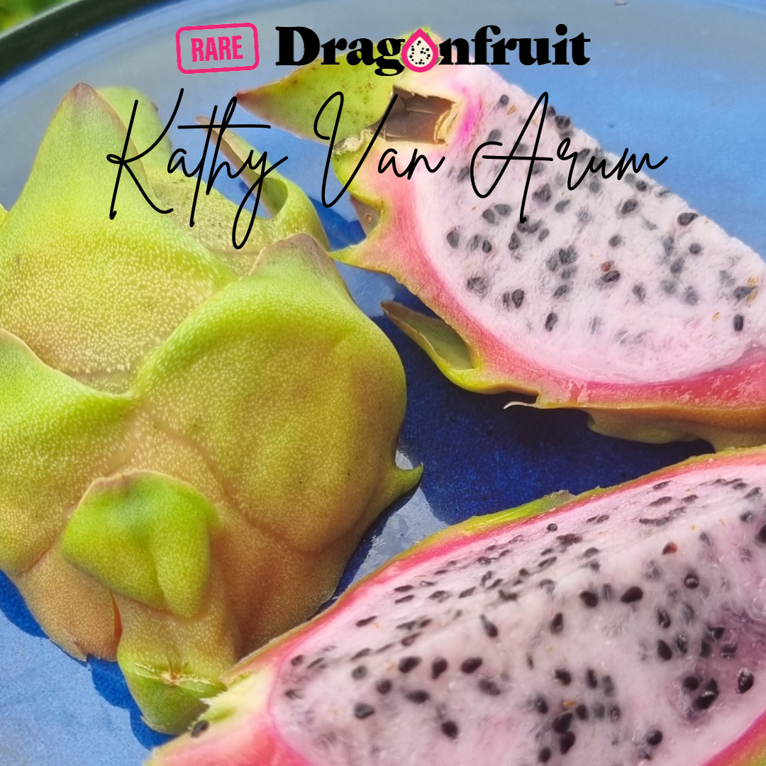 Kathy Van Arum (fl.coconut)- H.stenopterus X H.undatus German Dragon Fruit