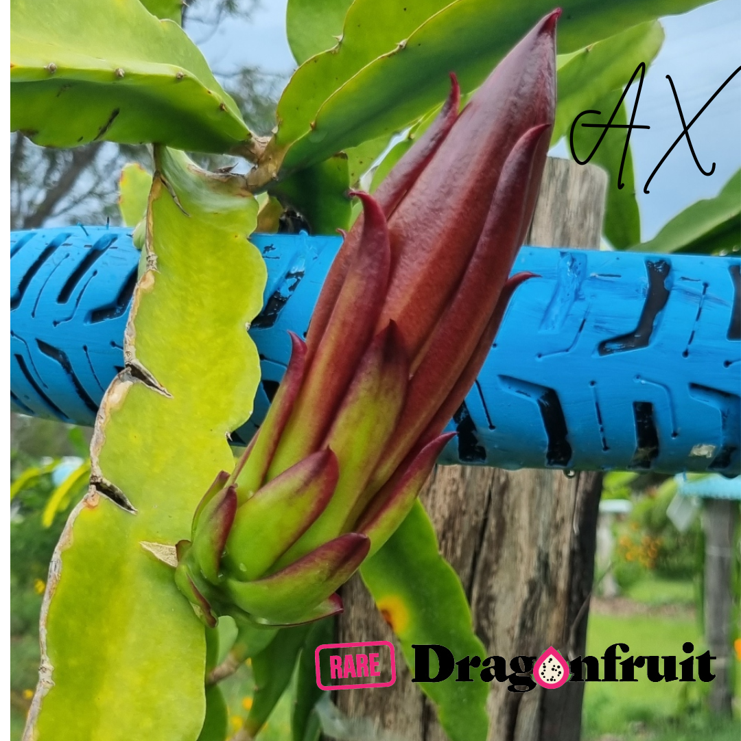 AX Dragon Fruit Plant (K)
