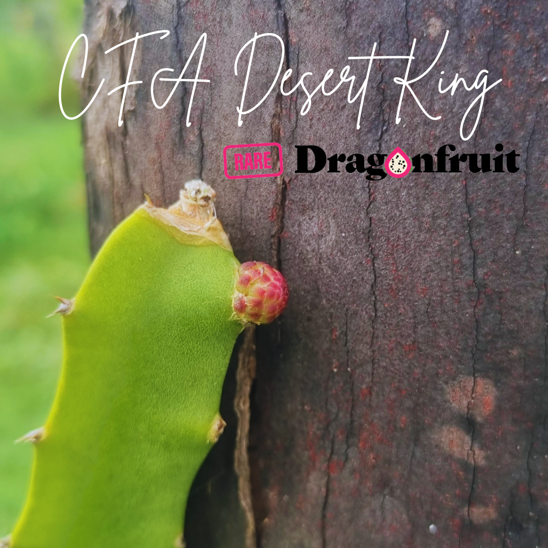 Desert King Australian Variety Dragon Fruit Plant  (CFA)